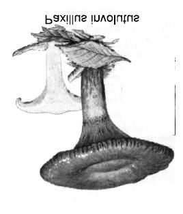 Bibliografía sobre este tema: - Bedry R, Audrimont I, Deffieux G et al. Wild mushroom intoxication as a cause of rhabdomyolysis. New England J Med, 345: 798-802, 2001.