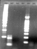 La técnica de la amplificación de la polimerasa (PCR) determinó molecularmente que de las especies analizadas: