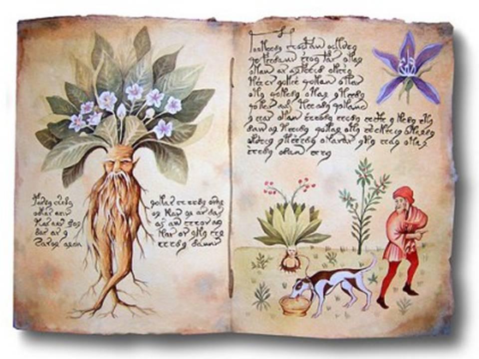 Curso de Aromaterapia y Alquimia de las Plantas Una visión de las plantas medicinales desde un punto de vista