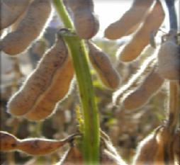 Tratamiento a las semillas: La semilla fue tratada con Carbendazim, Metalaxyl y TMTD (57, y 25 g de i.a cada 00 kg de semilla, respectivamente) y Thiametoxan (35 g de i.a cada 00 kg de semilla).