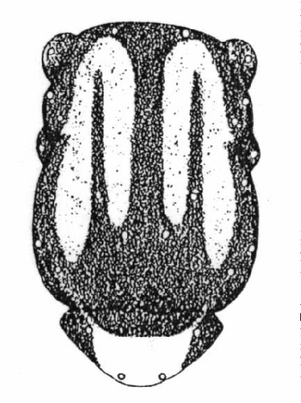 2.1.2 Sub familia Trypetinae: género Rhagoletis El género Rhagoletis, único representante de la subfamilia en Chile, tiene varias especies de importancia económica a nivel internacional, sin embargo,