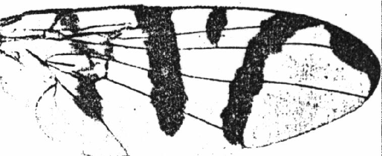 2 Bandas dorsales del scutum en otra disposición, sétulas genales negras o amarillas; alas con la banda discal