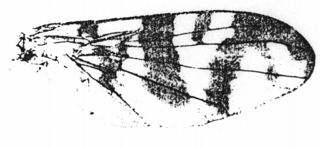 penela Rhagoletis penela Foote; detectada en la IX Región. Hospedantes: probablemente Solanáceas 2.1.3 Subfamilia Tephritinae; clave para tribus y géneros presentes en Chile 1.