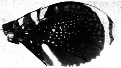 Clave para géneros de la tribu Ditrichini 1 Un par de setas escutelares; alas ampliamente ovales y extensivamente oscuras; patrón alar con una mancha hialina en forma de arco