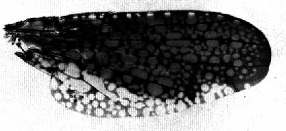 Figura 22: ala de Rhachiptera sp. 3 Alas más anchas, margen posterior convexo, con el área anterior a él manchada (fig. 23).
