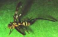 Vena M termina recta en el margen del ala; setas del cuerpo grandemente reducidas; ocelares, dorsocentrales y katepisternales ausentes; setas orbitales muy reducidas y piliformes; hembra