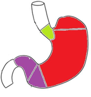 Fisiología del estómago. 12 Enumere las funciones del estómago. 13 Cuál es la diferencia entre la relajación receptiva refleja y la relajación adaptativa refleja del fundus gástrico?