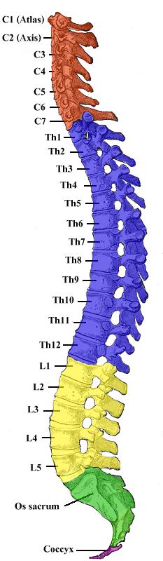 L5, S1, S2 Flexión plantar del pie Nivel y función de los segmentos espinales Nivel Función NIVELES DE LESIÓN MEDULAR Cl C6 Cl T1 Flexores de cuello Extensores de cuello C3, C4, C5 Soporte del