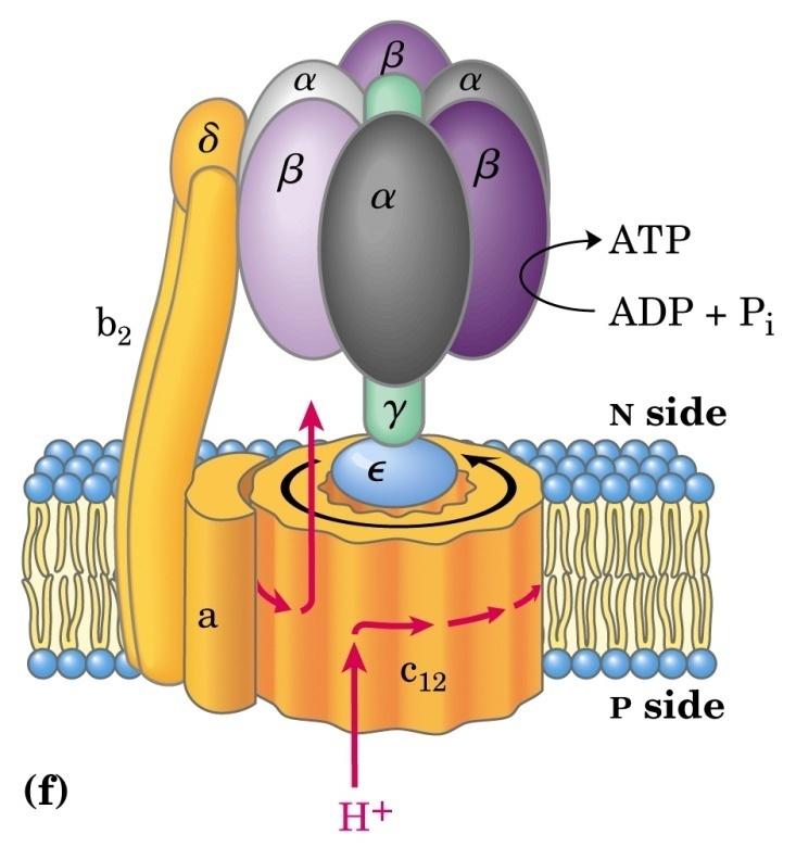 ATP sintasa Las distintas subunidades de la ATP sintasa alternan entre