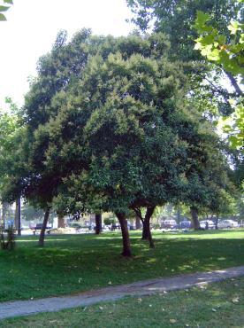 turca de robles Quercus sect. Cerris. Ligustro Ligustrum vulgare L.