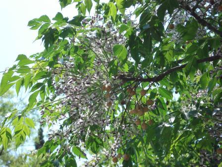 Es un árbol de la familia Leguminosae, subfamilia Caesalpinioideae.