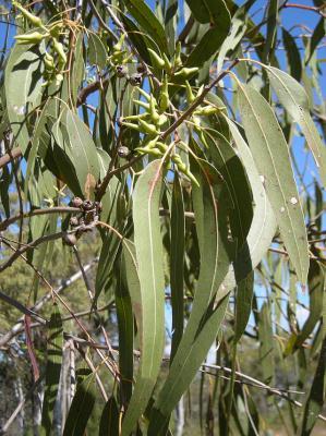 Tasmania. Eucalipto colorado Eucalyptus tereticornis SM El eucalipto rojo, es un importante árbol del género Eucalyptus.