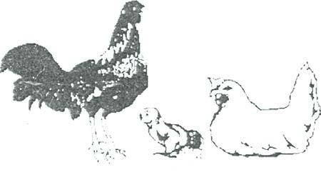 El espermatozoide del galio puede unirse con el huevo de la gallina para hacer un bebé pollito.