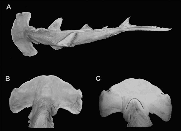 Figura 2. Ejemplar macho del tiburón martillo ojichico, INVEMAR PEC 7058, 506 mm LT, El Roto, Golfo de Urabá, Caribe colombiano. A. Vista dorsal del cuerpo completo. B. Vista dorsal de la cabeza. C. Vista ventral de la cabeza.
