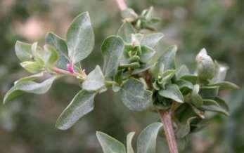 GÉNERO ATRIPLEX L. Plantas herbáceas o arbustivas, de pequeña a gran talla, glabras, farinosas o lepidotas, no glandulares, con tallos no articulados. Anuales o vivaces.
