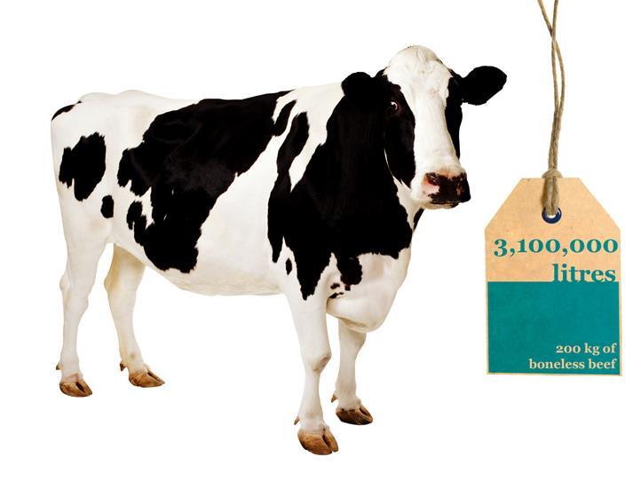Huella Hídrica de ganado bovino Food 1300 kg of grains (wheat, oats, barley, corn, dry peas, soybean, 99% etc) 7200 kg of