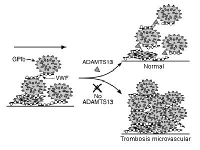 ADAMTS13 1982: durante la remisión de PTT: ULVWF plasmáticos (Moake) 1992-1996: shear rate alto indujo pérdidas de multímeros inhibida por EDTA (Kempfer), proteólisis del VWF bajo alto shear rate