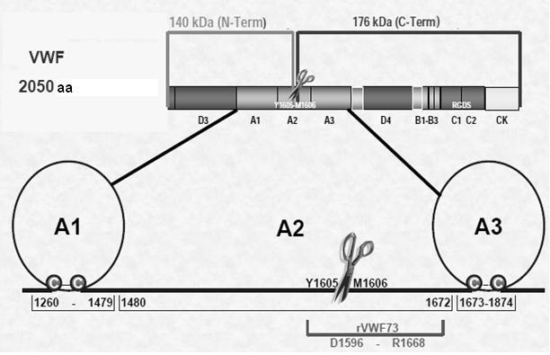 ADAMTS13 metodología - Dosaje de antígeno (ELISA) - Actividad: Análisis multimérico Enlace al colágeno Cofactor de Ristocetina VWF73 FRETS (fluorescence resonance energy transfer) Chr-VWF 73 (ELISA)