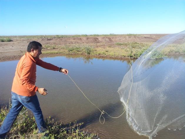 Muestreos esteros sur de Sonora PROYECTO ITSON Objetivo: Monitorear los cuerpos de agua