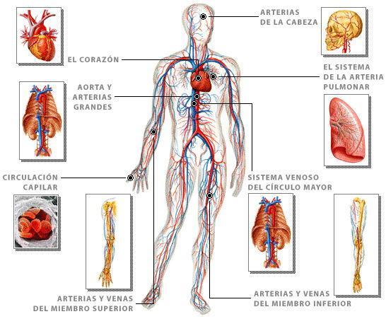SISTEMA CIRCULATORIO: 1- El sistema circulatorio Es el sistema corporal encargado de transportar el oxígeno y los nutrientes a las células y eliminar sus desechos metabólicos que se han de eliminar
