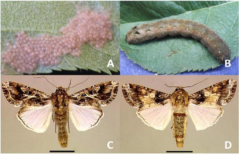 Los sistemas agrícolas constituidos de soja, maíz y algodón presentan una oferta continua de alimento a insectos polífagos, como es el caso de Spodoptera cosmiodes conocida vulgarmente como oruga