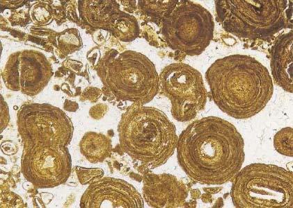 oncolitos Los estromatolitos también son construidos por la acción de algas, son matas de algas fosilizadas. Estas matas son formadas por filamentos de algas verde-azules.