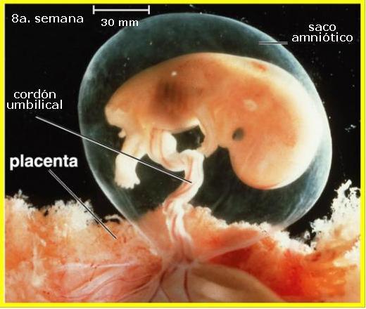 Desarrollo humano: Octava semana Desarrollo embrionario humano: 9-12 semanas Edad en semanas 9 10 11 12 feto 50 mm Los dedos del pié se separan; los párpados se desarrollan; ya están presentes las