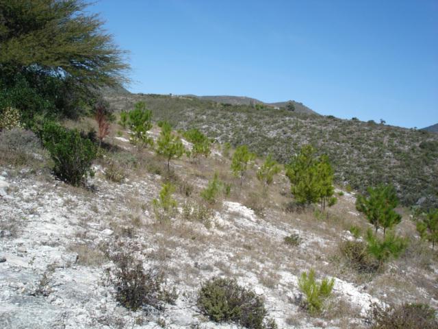 Reforestación con pinos nativos en Atotonilco,