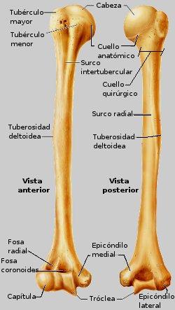 HÚMERO Es el hueso más largo y más ancho de la extremidad superior. Se articula proximalmente con la escápula y distalmente con el cúbito y el radio en el codo.