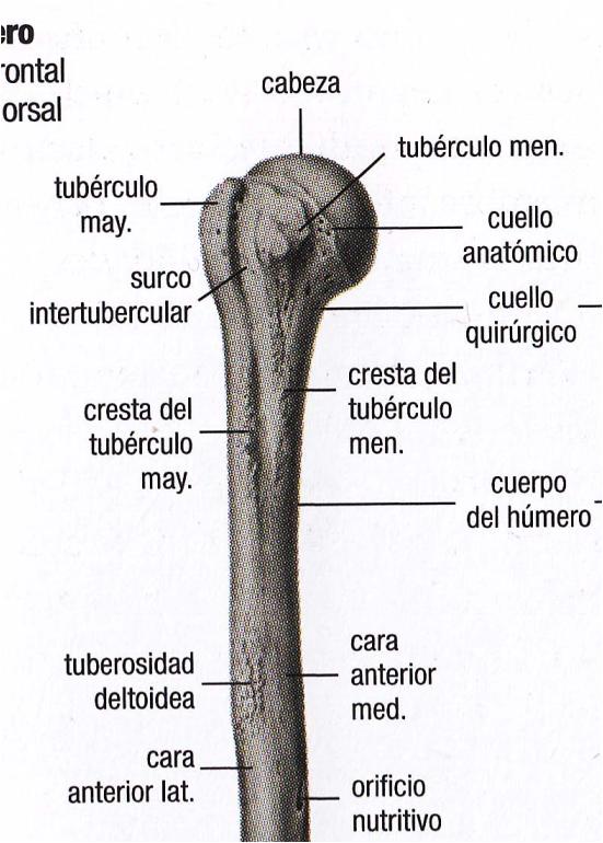 HÚMERO El troquíter (tubérculo mayor) es una proyección, tubérculo lateral distal al cuello. El troquín ( tubérculo menor) es una proyección anterior.