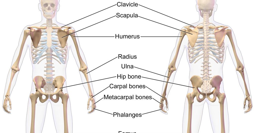 Las extremidades superiores tienen una estructura similar a la de las inferiores.