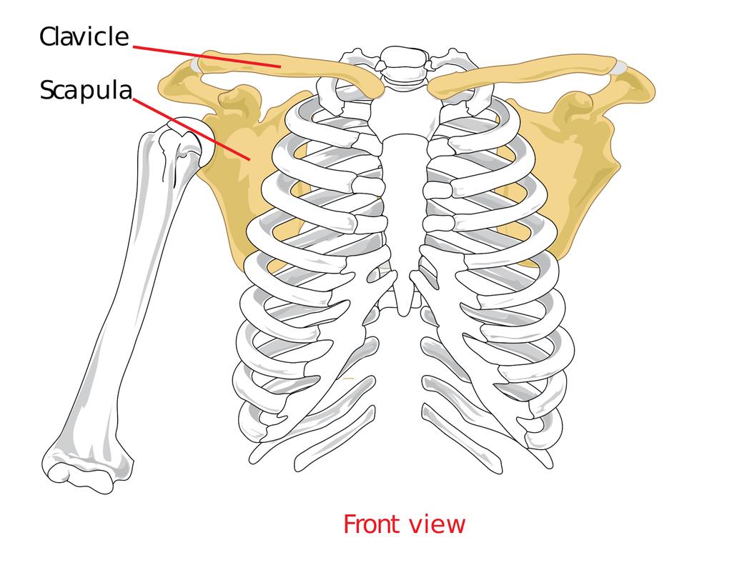 SISTEMA ESQUELÉTICO: EL ESQUELETO APENDICULAR LA CINTURA ESCAPULAR U hombros une los huesos de las extremidades superiores al esqueleto axial.