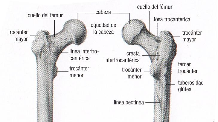 F É M U R El extremo proximal está formado por una cabeza redondeada que se articula con el acetábulo de la cadera. El cuello del fémur es una región más estrecha a continuación de la cabeza.