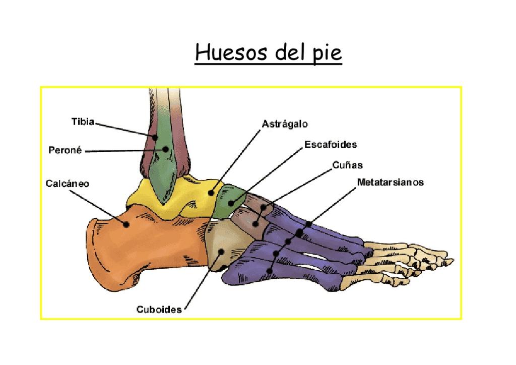 El tarso consta de 7 siete huesos 7: Astrágalo localizados en la parte