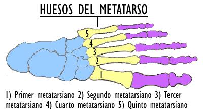 El metatarso está formado por cinco huesos metatarsianos numerados del I al V desde el lado interno al externo.