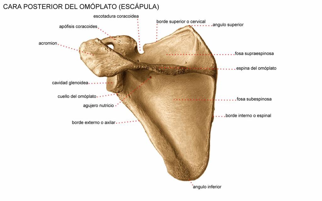 Escápula Es un gran hueso plano y triangular situado entre las costillas segunda a séptima. En la parte posterior se encuentra un reborde agudo, la espina, que la cruza en diagonal.