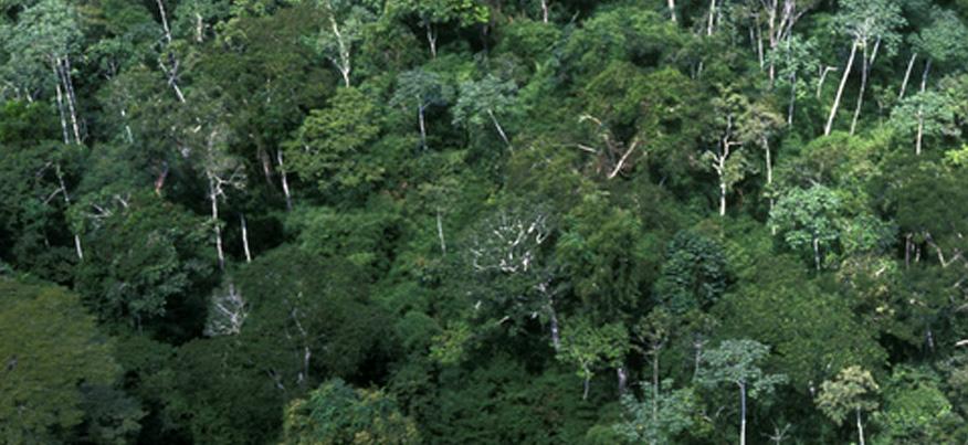 Técnicos forestales son capacitados en uso de sistemas en el IV Curso Internacional de Monitoreo de Bosques Tropicales La capacitación hace parte del Proyecto Monitoreo de la Cobertura de la Región