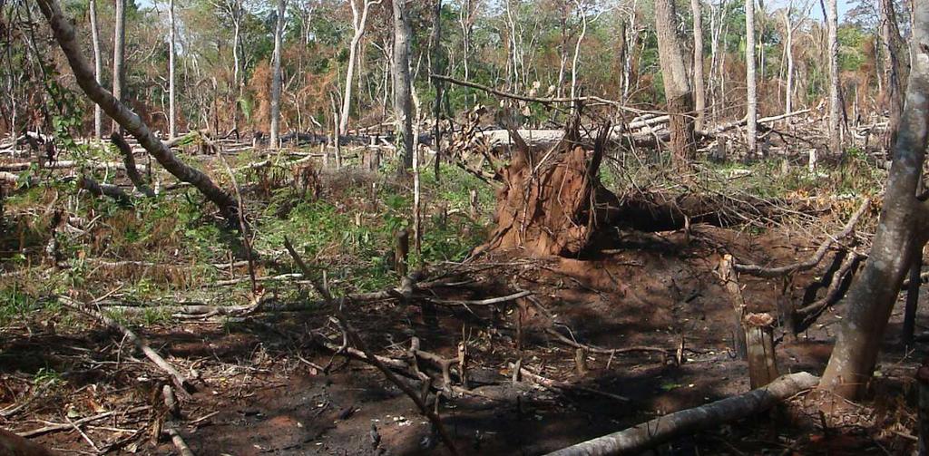 Proyecto Monitoreo de la Cobertura Forestal El Proyecto de Monitoreo de la Cobertura Forestal en la Región Amazónica es una iniciativa de la Organización del Tratado de Cooperación Amazónica OTCA