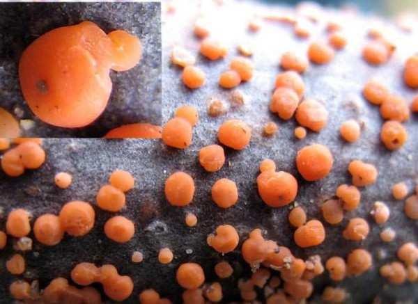 ASPECTOS BIOLOGICOS El hongo mata la albura durante el periodo de reposo vegetativo.
