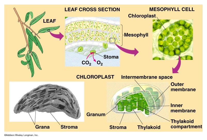 Fotosíntesis Se lleva a cabo en los cloroplastos de