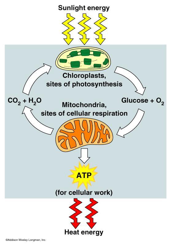 La fotosíntesis ocurre en los cloroplastos, mientras la respiración celular ocurre en el mitocondrio.