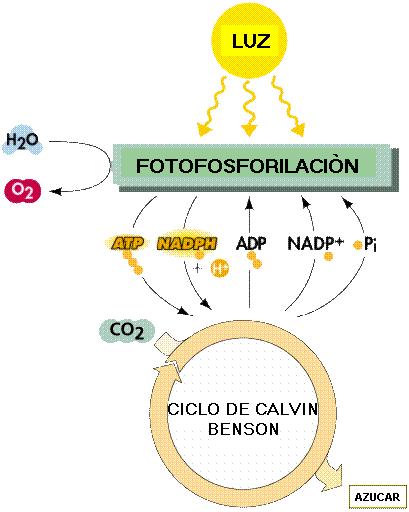 Fases de la fotosíntesis 1. Reacciones dependientes de luz Ocurren en las granas de los cloroplastos: 1.