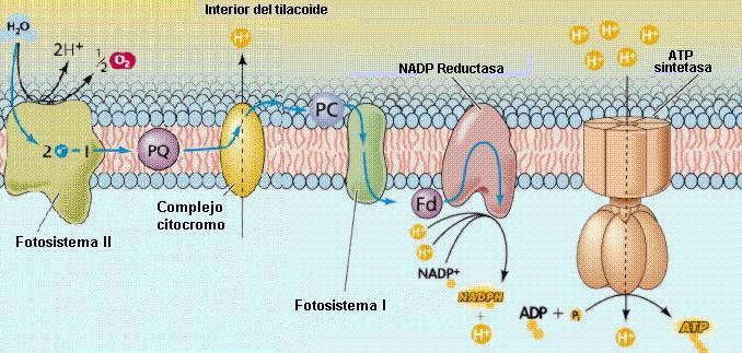 parecida a lo que ocurre en la respiración celular. En el proceso de liberación de energía de los electrones, se produce ATP.