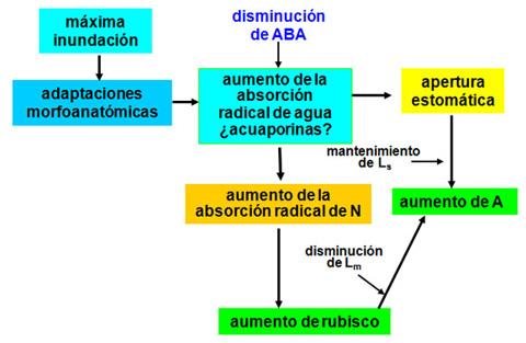 Figura 11. Posible mecanismo de aclimatación a la inundación en árboles tolerantes. Referencias Barrios, E., Herrera, R., 1994.