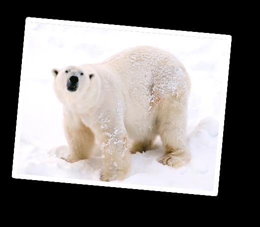 Durante el invierno todo está cubierto de nieve, una experiencia muy agradable caminar por el bosque, observando los animales árticos en sus hábitats naturales, tales como, los osos polares, alces,