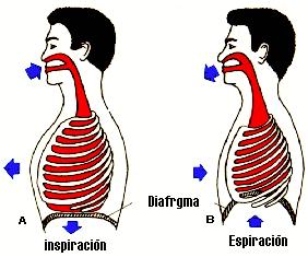 1.2.1.- Respiración. De la respiración va a depender que la voz sea potente (gracias a la fuerza de la columna de aire) y se produzca con un ahorro de energía (por el movimiento del diafragma).