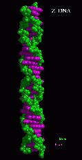 ADN- B ADN- A ADN- Z surco > surco < surco > surco < surco > surco < Sentido de Giro D D L pb