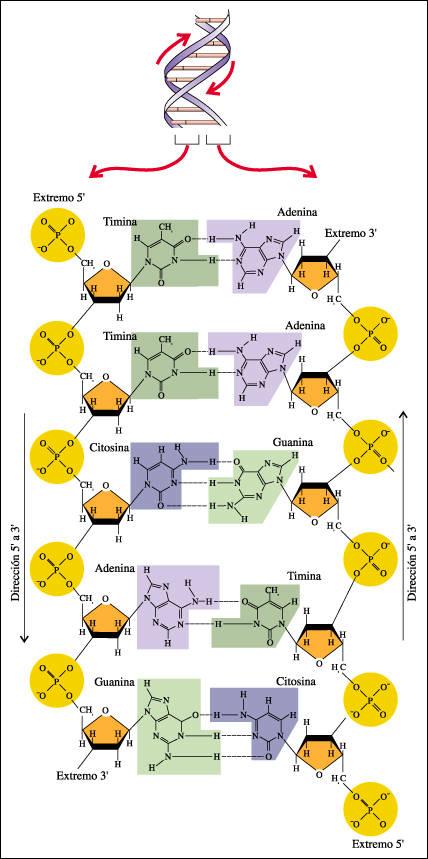 Estructura del ADN Cada molécula de ADN está formada Por dos largas cadenas de polinucleótidos compuestas por cuatro tipos de sub