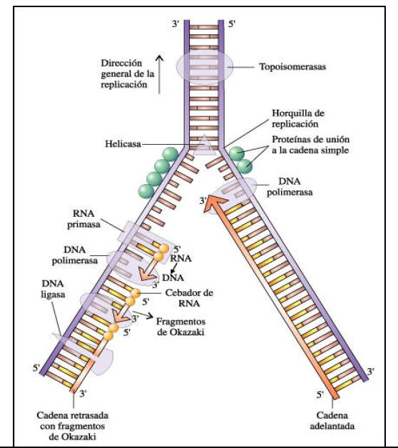 Replicación de la molécula de ADN,