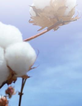 Es el pago realizado a los agricultores de algodón cuando en la semana de venta de la fibra, su precio es